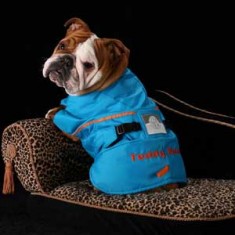 Teddy Bear loves her Zentek Coat!