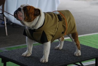 Full cut coats are designed for the bulldogs deep chest and broad stance. These are the breeds that  desperately need the temperature regulating qualities of Zentek Dog coats. This need was the inspiration to start the Company.